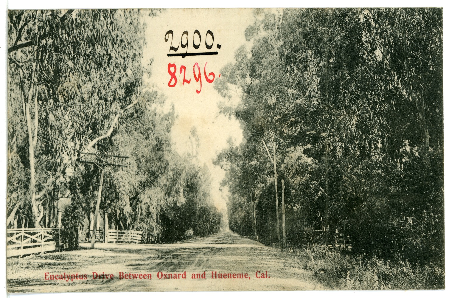 Eucalyptus Drive (1906) — Between Oxnard & Hueneme