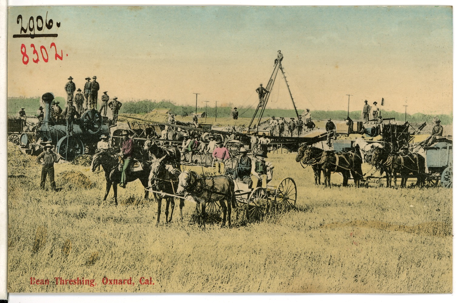 Bean Threshing (1906) — Oxnard area