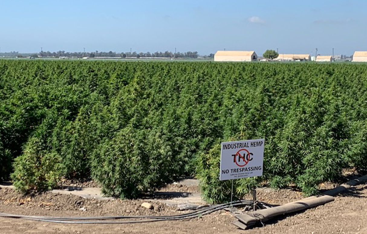 Hemp Cultivation | Win